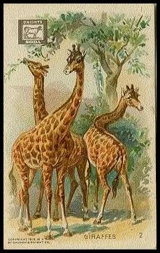 2 Giraffes